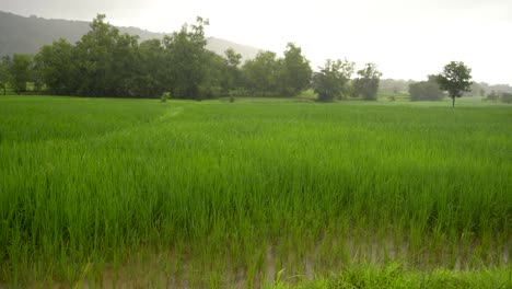 Regen-über-Reisfeld-Grün