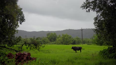 Stier-In-Grüner-Graslandschaft