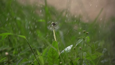 Sadness-with-rain-in-the-middle-of-the-garden-bathing-a-dandelion