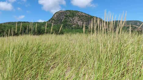 Beehive-Mountain-in-background-with-dune-grass-waving-in-the-foreground