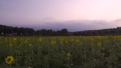 Blick-Auf-Den-Fuji-Bei-Sonnenuntergang-Mit-Feld-Von-Sonnenblumen-Und-Bewölktem-Himmel---Gesperrte-Sicht