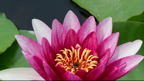 Bees-in-a-water-lily-flower
