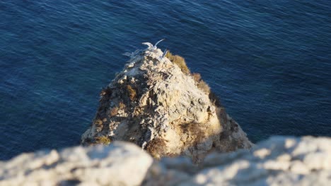 Abwärtsschuss,-Malerischer-Blick-Auf-Eine-Gruppe-Von-Möwen,-Die-Auf-Dem-Möwenfelsen-In-Der-Algarve,-Portugal,-Stehen,-Welle-Im-Hintergrund
