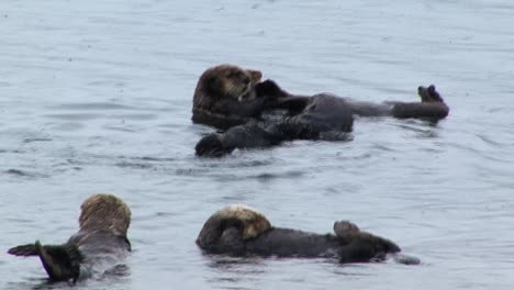 Sea-otter-swimming-and-rolling-in-the-water,-joining-the-colony