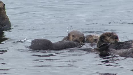 Closeup-frame-of-sea-otters-grooming-themselves-and-being-playful-in-a-rainy-day