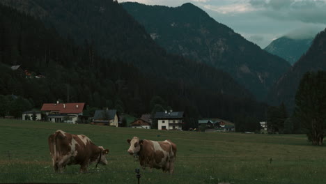 Zeitraffer-Von-Wolken-In-Gosau,-Österreich-Vom-Bauernhof-Und-Herumlaufenden-Kühen-Und-Bergen-Im-Hintergrund