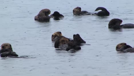 Sea-otters-grooming-and-floating-in-the-shallow-waters-of-the-ocean-under-a-heavy-rain