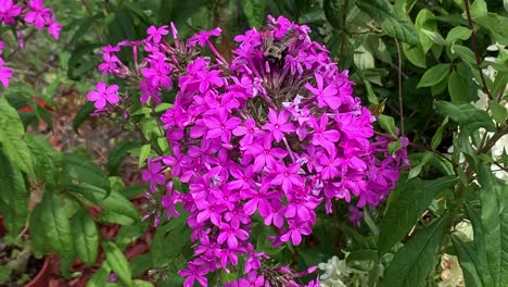 Carpenter-bee-pollinating-purple-flower-on-a-bright-sunny-day,-medium-shot