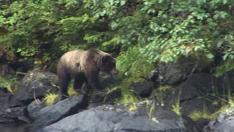 Black-bear-cub-walking-on-the-rocks-of-the-river-bank-in-Alaska