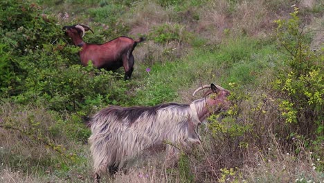 Wild-goats-eating-plants-in-wilderness.-Capra-aegagrus