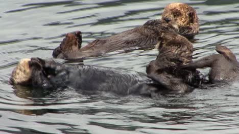 Wildlife-behavior,-sea-otters-colony