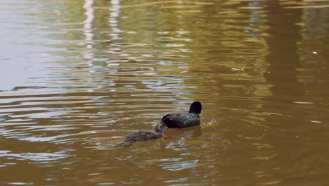 Erwachsenes-Blässhuhn-Und-Küken-Schwimmen-Im-Teich,-Niedlicher-Babyvogel,-Der-Mama-Folgt,-Wasservögel-Im-Fluss