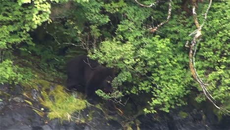 Black-bear-getting-near-the-river-bank-in-Alaska