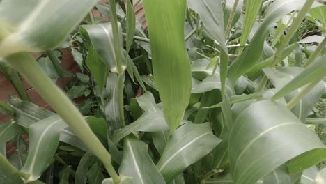 Healthy-leafy-green-corn-plants-growing-in-vegetable-garden-plot-pull-back-slow