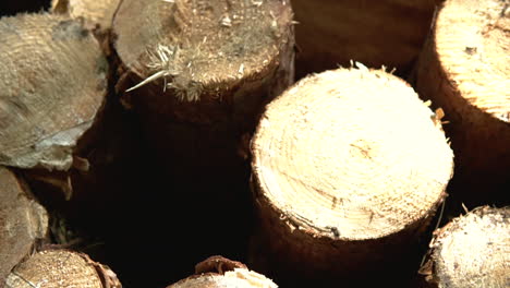 Stack-of-wood-jib-down-close-up-of-rough-cut-timber-logs-in-sunlight