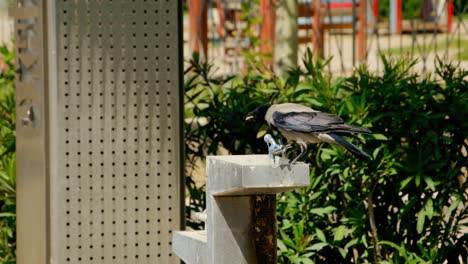 Grey-Crow-Drinking-Water-From-A-Drinking-Fountain-On-A-Sunny-Day-In-Greece