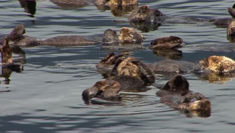 Group-of-sea-otters-floating-and-relaxing-in-the-ocean-water-in-the-sun