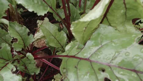 Gesunde-Grüne-Rote-Bete-Pflanzen,-Die-In-Der-Gemüsegartenpfanne-Links-Wachsen