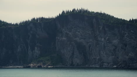 Spectacular-Large-Colony-of-Gulls-Fly-in-a-Circular-motion,-Ready-to-Hunt,-in-front-of-a-Magnificent-large-Tree-Topped-Ocean-Cliff-in-Forillon-National-Park,-Canada