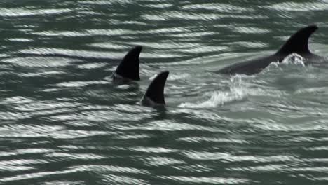 Close-shot-of-four-orcas--in-Alaska