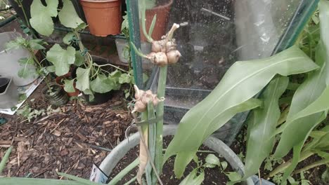 Egyptian-walking-onion-organic-homegrown-vegetable-growing-in-British-garden-pull-back