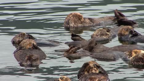 Closeup-shot-of-a-group-of-sea-otters-grooming-themselves-and-floating-in-the-shallow-waters-of-the-ocean,-Sitka,-Alaska