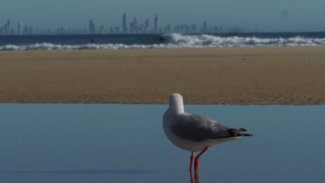 A-Red-Billed-Gull-Standing-On-The-Water---Surfer-Surfing-At-The-Beach-In-Snapper-Rocks-In-The-Background---Species-Of-Silver-Gull-In-Gold-Coast,-Queensland---close-up