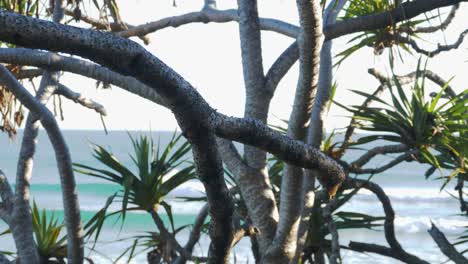 Rolling-Waves-Seen-Beyond-The-Pandanus-Palm-Trees---Surfing-At-Greenmount-Beach---Coolangatta,-Gold-Coast,-QLD,-Australia