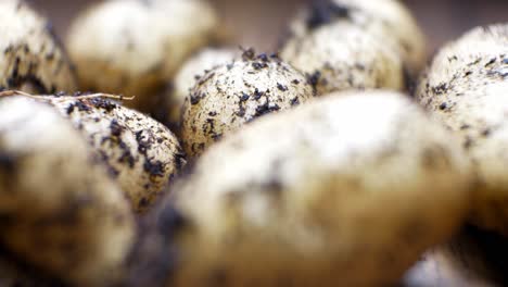 Bio-Kartoffeln-Aus-Eigenem-Anbau,-Flacher-Fokus,-Mit-Erde-Bedeckt,-Auf-Hölzerner-Küchenoberfläche,-Nahaufnahme-Dolly-Links