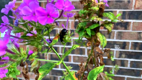 Carpenter-bee-sitting-on-purple-flower-on-a-sunny-day,-slightly-windy,-close-up