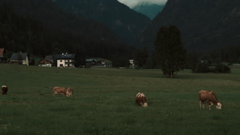 Kühe-Auf-Einem-Bauernhof-In-österreich-Gosau
