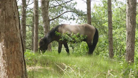 Wild-horse-grazing-in-forest.-Static,-slomo