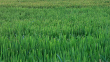 Wide-shot-of-lush-green-field-with-green-grass-or-wheat-during-sunset
