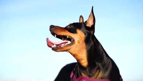 Slow-motion-Mini-Pinscher-looking-up-in-one-spot-as-it's-panting-with-the-dog's-tongue-hanging-out-of-its-mouth-and-ears-standing-up-on-alert---low-angle-capturing-the-head,-slight-body,-blue-sky