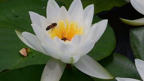 Bienen-Fliegen-In-Weißer-Blume-Auf-Einem-Seerosenblatt