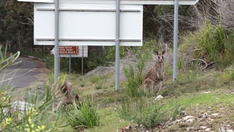 Two-Kangaroos-feeding-on-the-side-of-the-road-at-Booderee-National-Park-Australia-feeding,-Handheld-stable-shot