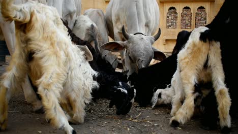Rebaño-De-Vacas-Y-Cabras-Pastando-Hierba