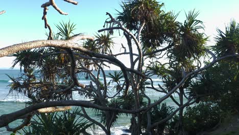 Pandanus-palmen-Mit-Meereswellen---Snapper-Rocks-Und-Greenmount-Beach---Coolangatta,-Gold-Coast,-Australien