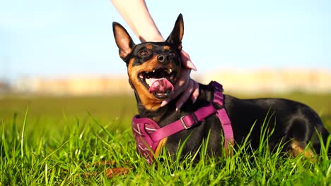 Happy-Mini-Pinscher-in-purple-collar-looking-around-as-it's-panting-with-the-dog's-tongue-hanging-out-while-being-petted-by-a-young-female's-hand-in-slow-motion-120FPS---blue-sky,-green-grass,-bokeh