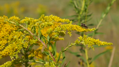 Biene-Landet-Auf-Gelbem-Blütenkopf-Und-Sucht-Nach-Pollen