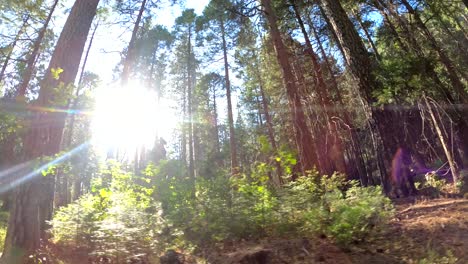 Hohe,-Dürre-Bäume-Bedecken-Den-Talboden-Des-Yosemite-Nationalparks,-Kalifornien