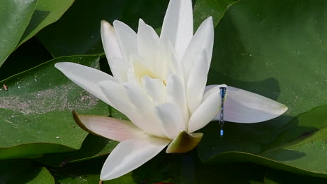A-blue-damselfly-lands-on-a-white-flower-on-a-lily-pad