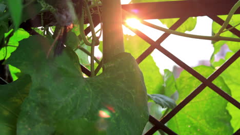 Panning-shot-of-Organic-Luffa-or-Sponge-Gourd-hanging-in-the-backyard-garden-against-the-setting-sun