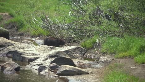 Black-Bear-Walks-Along-Rocky-River,-Green-Grass-Looking-for-Food-in-Yosemite-National-Park