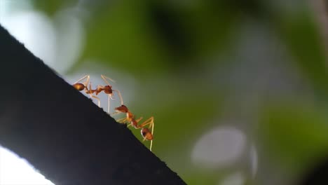 Feuerameisen-Sind-Mehrere-Ameisenarten-Der-Gattung-Solenopsis