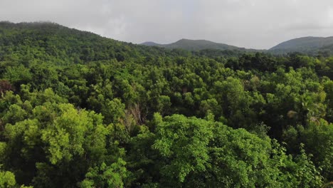 Bosque-De-Guaridas-Verdes-Y-Montaña-De-Maharashtra-India-Sindhudurg-Malvan