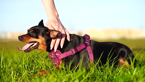 Happy-Mini-Pinscher-in-purple-collar-looking-side-to-side-as-it's-panting-with-the-dog's-tongue-hanging-out-while-being-petted-in-slow-motion-120FPS---low-angle,-blue-sky,-green-grass,-bokeh