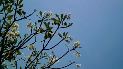 Plumeria-Alba-Ist-Eine-Art-Der-Gattung-Plumeria
