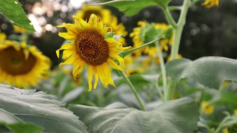 Close-up-view-of-large-yellow-sunflower-in-full-bloom-surrounded-by-deep-green-leaves-moving-in-a-gentle-breeze