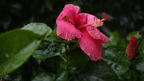 Canna-rose,-red-flower-with-raindrops